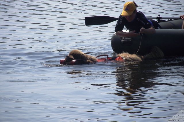 Фото: ньюфаундленд Komandor iz Medvej'ego YAra (Командор из Медвежьего Яра)