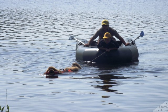 Фото: ньюфаундленд Komandor iz Medvej'ego YAra (Командор из Медвежьего Яра)
