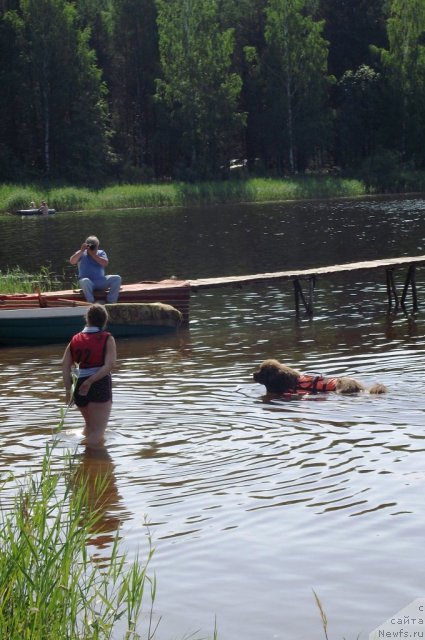 Фото: ньюфаундленд Komandor iz Medvej'ego YAra (Командор из Медвежьего Яра), Ekaterina Plotnikova (Екатерина Плотникова)