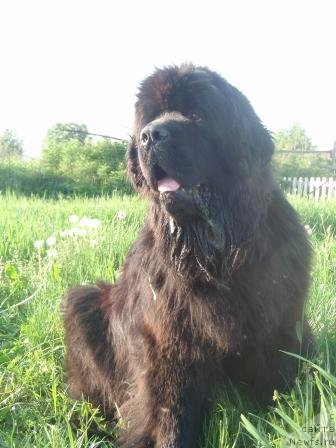 Фото: ньюфаундленд Super Premium Demi Mur (Супер Премиум Деми Мур)