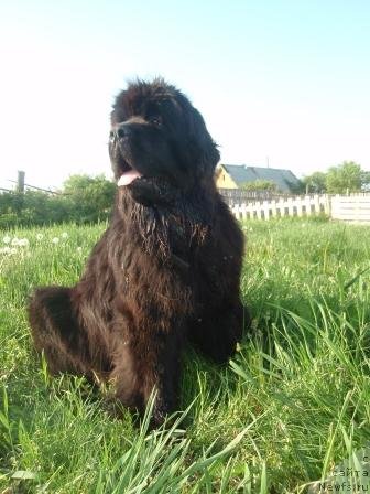 Фото: ньюфаундленд Super Premium Demi Mur (Супер Премиум Деми Мур)