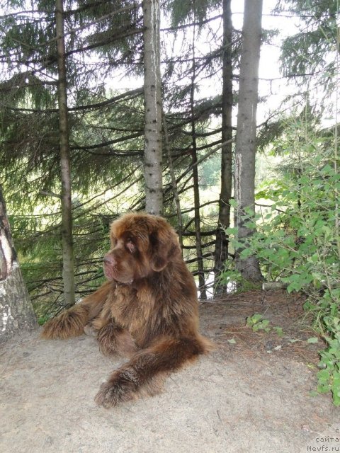 Фото: ньюфаундленд Barhatka Roskoshnaya (Бархатка Роскошная)