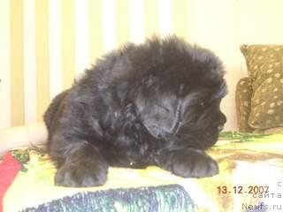 Фото: ньюфаундленд Zhemchuzhnaya Fantazia iz Medvejyego Yara (Жемчужная Фантазия из Медвежьего Яра)