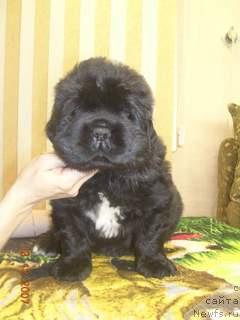 Фото: ньюфаундленд Jakriss  Vlastelin iz Medvej'ego YAra (Жакрисс  Властелин из Медвежьего Яра)