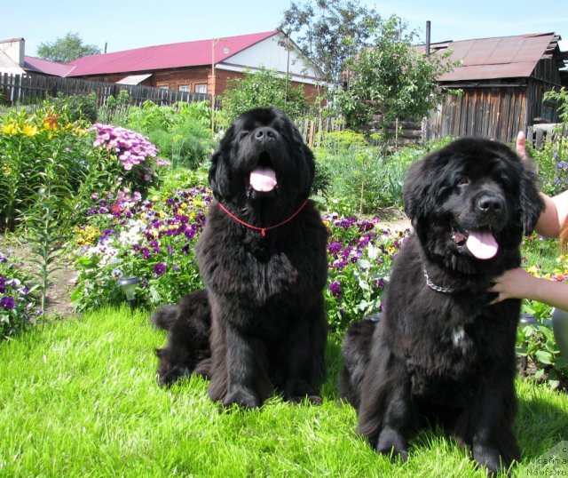 Фото: ньюфаундленд Ivan Tsarevich iz Tihogo Omuta (Иван Царевич из Тихого Омута), ньюфаундленд Zvezda Vostoka (Звезда Востока)