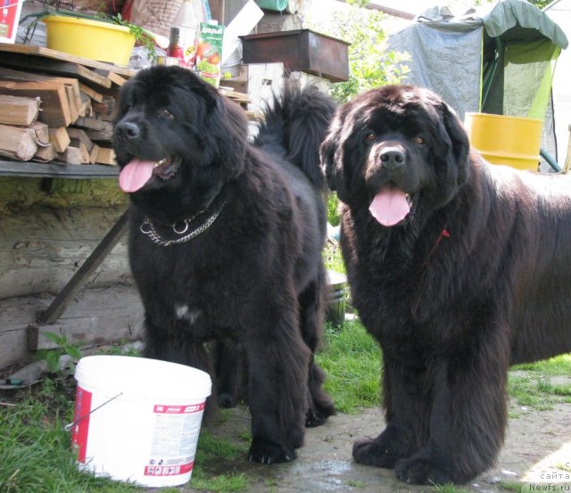 Фото: ньюфаундленд Ivan Tsarevich iz Tihogo Omuta (Иван Царевич из Тихого Омута), ньюфаундленд Zvezda Vostoka (Звезда Востока)