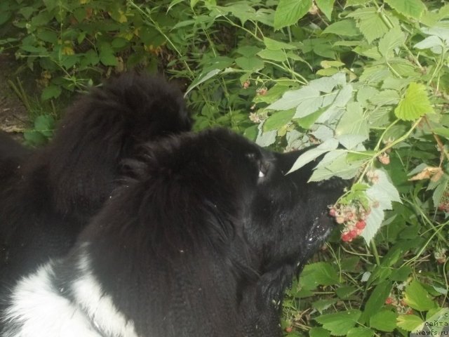 Фото: ньюфаундленд Jan Konkistador (Жан Конкистадор), ньюфаундленд Jyerminal' Lui Filippa (Жэрминаль Луи Филиппа)