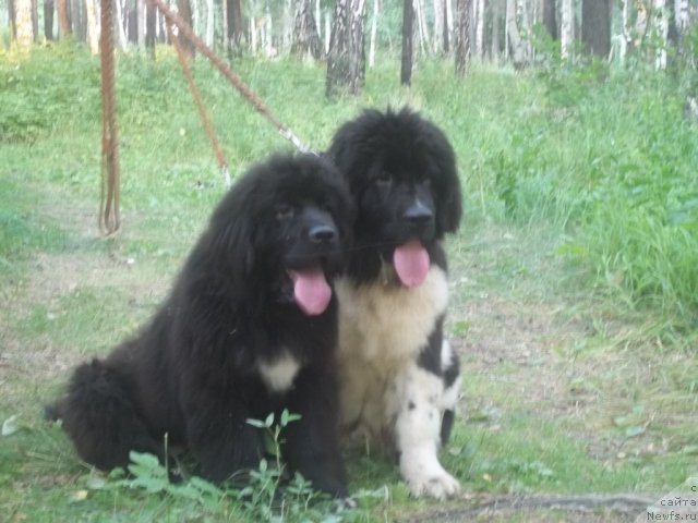 Фото: ньюфаундленд Jyerminal' Lui Filippa (Жэрминаль Луи Филиппа), ньюфаундленд Jan Konkistador (Жан Конкистадор)