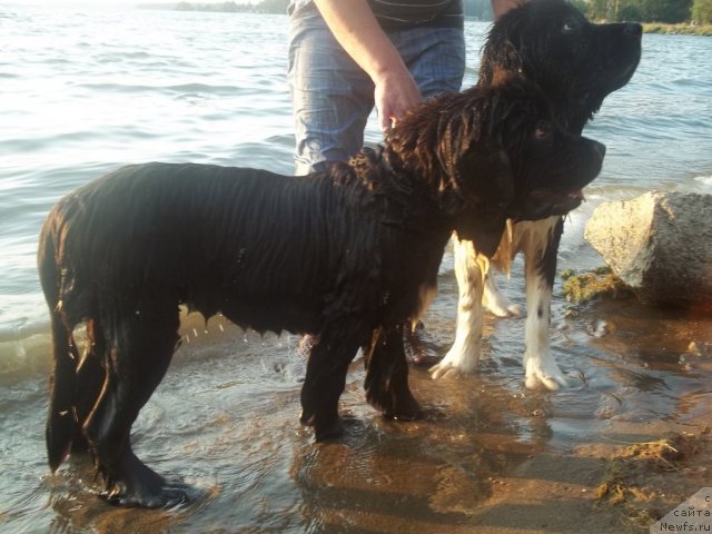 Фото: ньюфаундленд Jyerminal' Lui Filippa (Жэрминаль Луи Филиппа), ньюфаундленд Jan Konkistador (Жан Конкистадор)