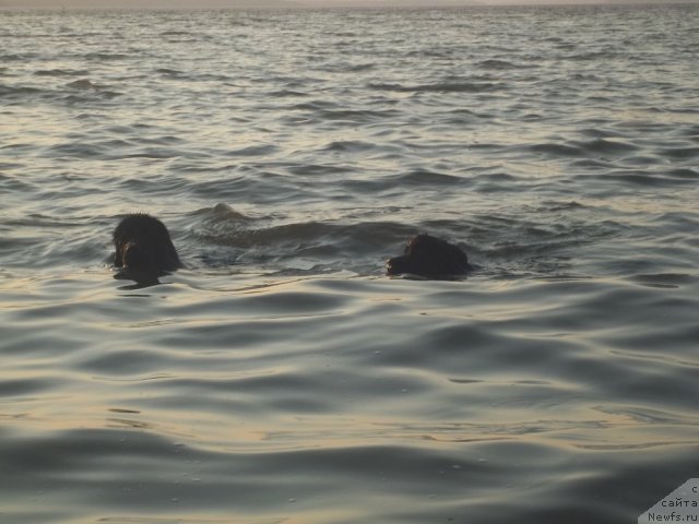 Фото: ньюфаундленд Jan Konkistador (Жан Конкистадор), ньюфаундленд Jyerminal' Lui Filippa (Жэрминаль Луи Филиппа)