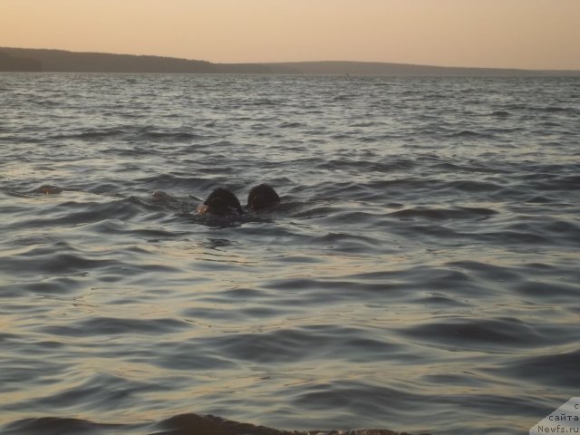 Фото: ньюфаундленд Jan Konkistador (Жан Конкистадор), ньюфаундленд Jyerminal' Lui Filippa (Жэрминаль Луи Филиппа)