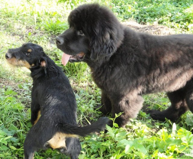 Фото: [d10925] и ягдтерьер Овертайм