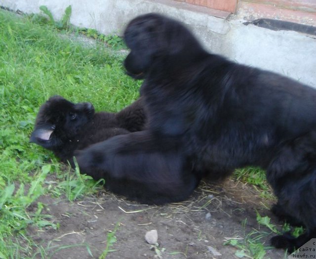 Фото: ньюфаундленд Beguschaya po Volnam Dancing Queen (Бегущая по Волнам Дансинг Квин), ньюфаундленд Bjornebandens Nancy Wilson