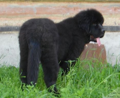 Фото: ньюфаундленд Beguschaya po Volnam Dancing Queen (Бегущая по Волнам Дансинг Квин)