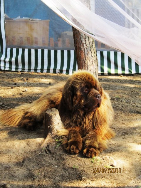 Фото: ньюфаундленд Komandor iz Medvej'ego YAra (Командор из Медвежьего Яра)