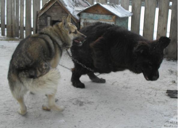 Фото: ньюфаундленд Otvajnyiy Ryicar' ot Sibirskogo Medvedya (Отважный Рыцарь от Сибирского Медведя)