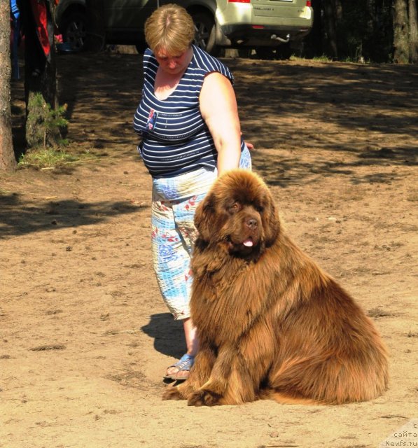 Фото: ньюфаундленд Komandor iz Medvej'ego YAra (Командор из Медвежьего Яра)