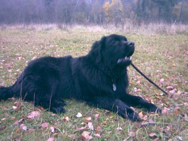 Фото: ньюфаундленд Imir (Имир)
