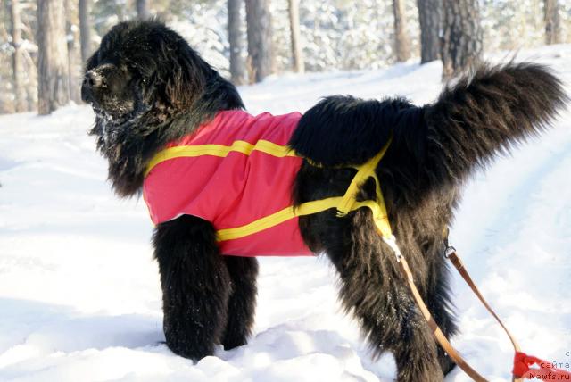 Фото: ньюфаундленд Ygan s Toyanova Gorodka (Юган с Тоянова Городка)