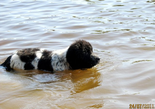 Фото: ньюфаундленд Super Bizon Ekaterinburg (Супер Бизон Екатеринбург)