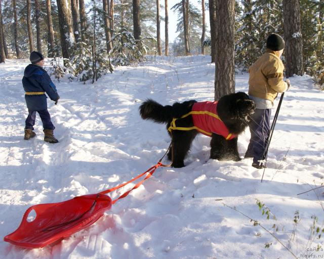 Фото: ньюфаундленд Ygan s Toyanova Gorodka (Юган с Тоянова Городка)