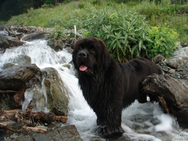 Фото: ньюфаундленд Spasatel' s Berega Dona (Спасатель с Берега Дона)