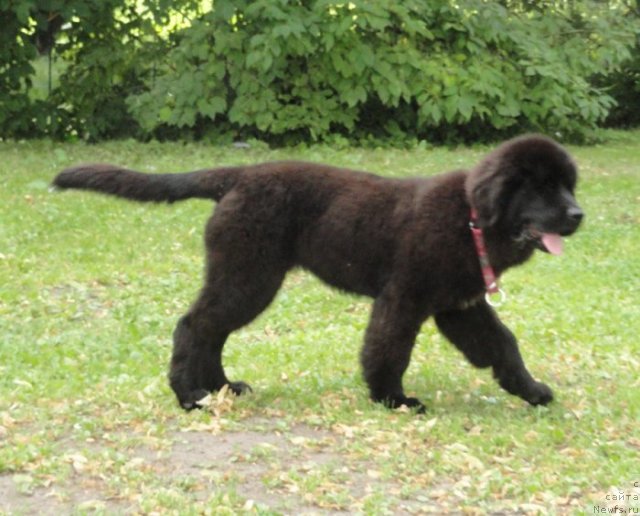 Фото: Бегущая по волнам Дабл Дэар