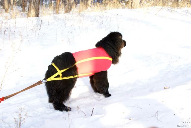 Фото: ньюфаундленд Ygan s Toyanova Gorodka (Юган с Тоянова Городка)
