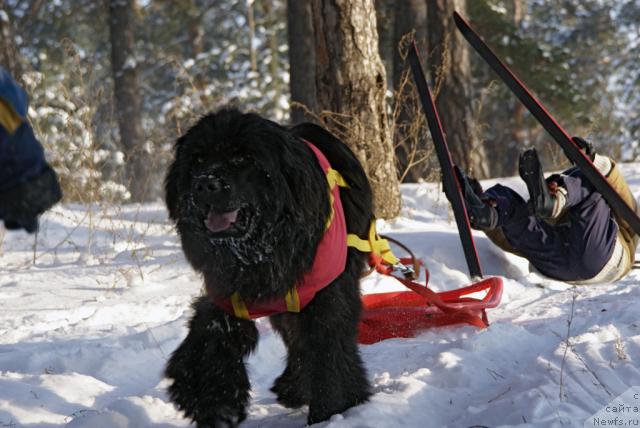 Фото: ньюфаундленд Ygan s Toyanova Gorodka (Юган с Тоянова Городка)