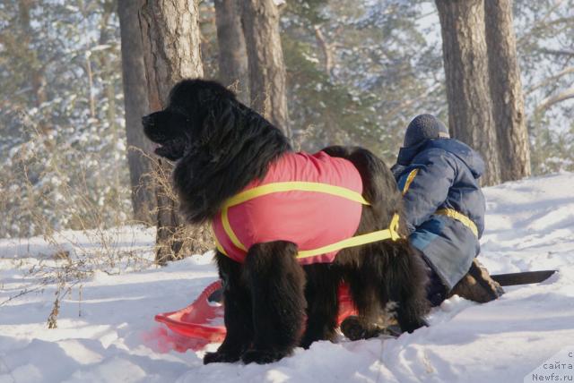 Фото: ньюфаундленд Ygan s Toyanova Gorodka (Юган с Тоянова Городка)