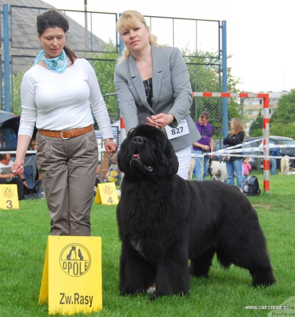 Фото: ньюфаундленд King of Helluland Feel The Win