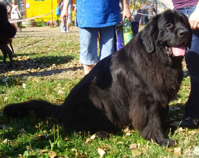 Фото: ньюфаундленд Fann'yuf YEariyel' Doch' Morya (Фанньюф Эариэль Дочь Моря)
