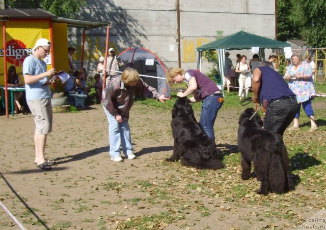 Фото: ньюфаундленд Fann'yuf YEariyel' Doch' Morya (Фанньюф Эариэль Дочь Моря), ньюфаундленд YUrena CHernaya Pantera (Юрена Черная Пантера)