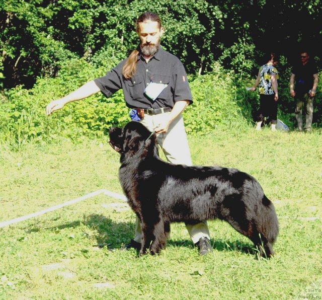 Фото: ньюфаундленд Aquatoriya Kelvin Kadril (Акватория Келвин Кадриль), Aleksandr Jakov (Александр Жаков)