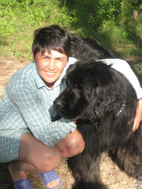 Фото: ньюфаундленд Baryishnya (Барышня), Galiya Gizatullina (Галия Гизатуллина)