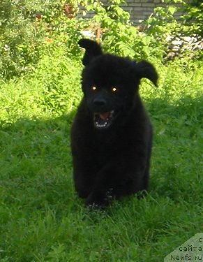 Фото: ньюфаундленд Beguschaya po Volnam Dancing Queen (Бегущая по Волнам Дансинг Квин)