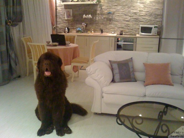 Фото: ньюфаундленд Itgay (Итгай)