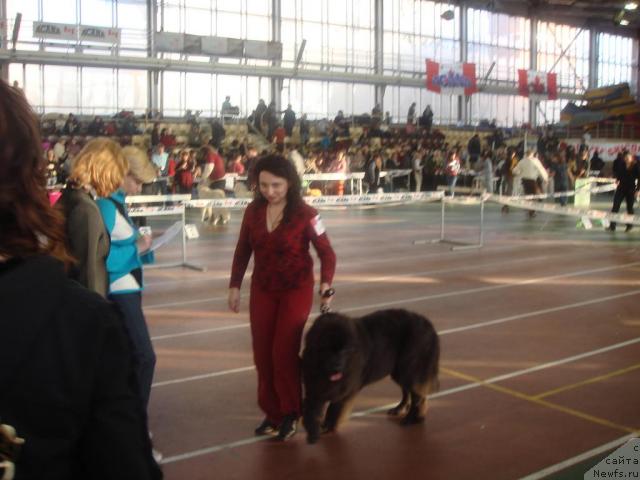 Фото: ньюфаундленд Severtan Svetskaya L'vica (Севертан Светская Львица), Tat'yana Bahtereva (Татьяна Бахтерева)
