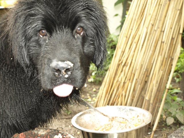 Фото: Egor Evsin (Егор Евсин), ньюфаундленд Uyutnaya Dolina Bibigon Breyv Kid (Уютная Долина Бибигон Брейв Кид)