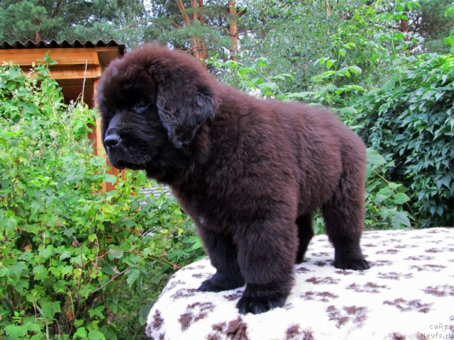 Фото: ньюфаундленд Byella Moss Citerius (Бэлла Мосс Цитериус)