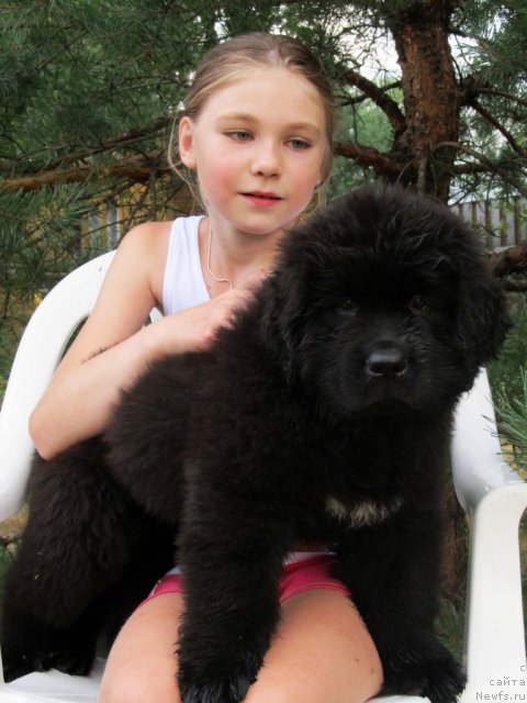 Фото: ньюфаундленд Byella Moss Cellarius (Бэлла Мосс Целлариус)