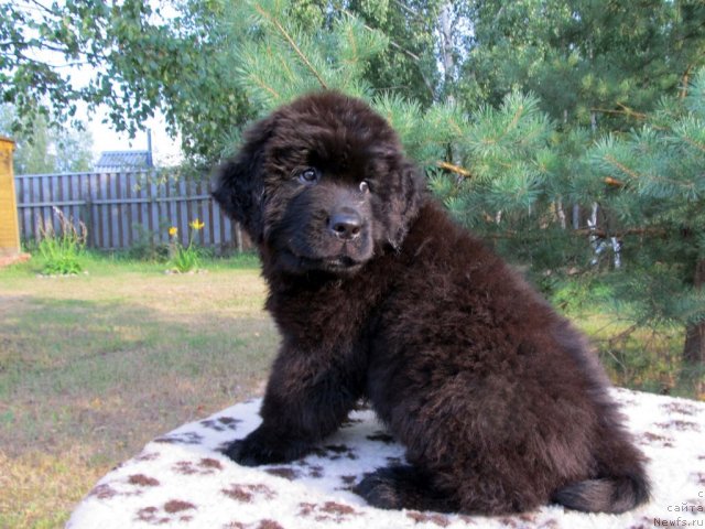 Фото: ньюфаундленд Byella Moss Cellarius (Бэлла Мосс Целлариус)