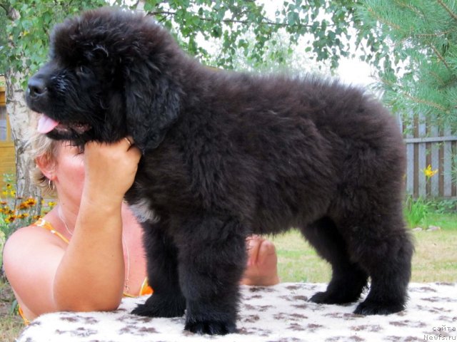 Фото: ньюфаундленд Byella Moss Cellarius (Бэлла Мосс Целлариус)