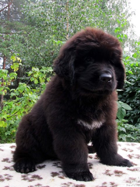 Фото: ньюфаундленд Byella Moss Cellarius (Бэлла Мосс Целлариус)