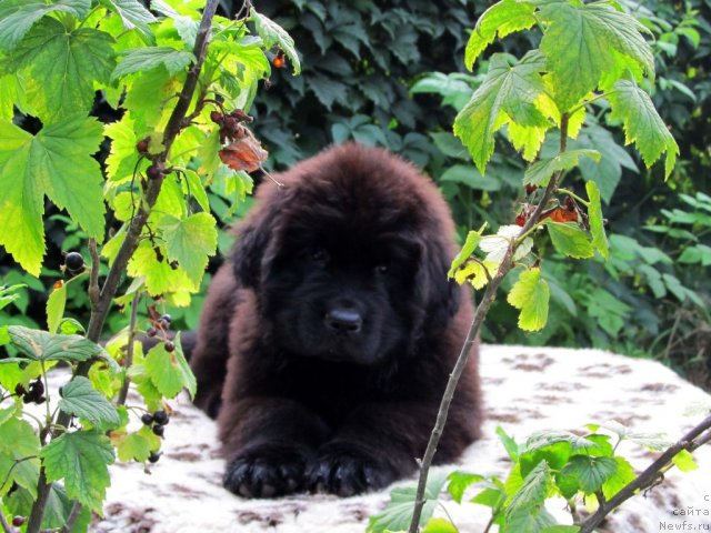 Фото: ньюфаундленд Byella Moss Cellarius (Бэлла Мосс Целлариус)