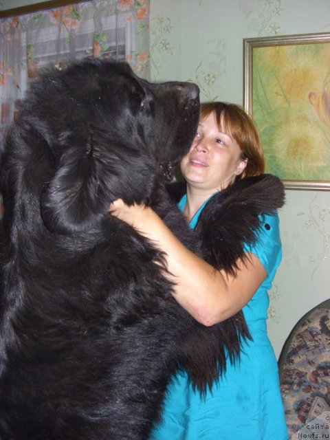 Фото: ньюфаундленд Akin Soul Sofiya (Акин Соул София), Лиля