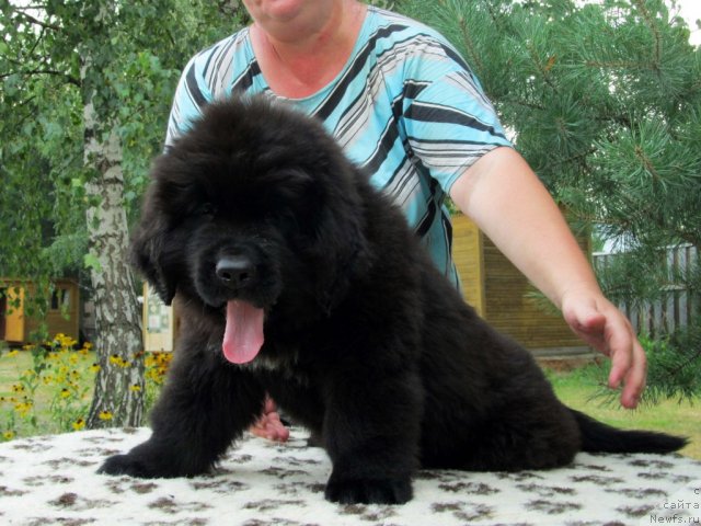 Фото: ньюфаундленд Byella Moss Cellarius (Бэлла Мосс Целлариус)