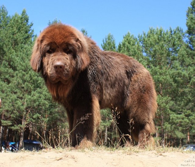 Фото: ньюфаундленд Chernyi Sharm Angel'skaya Krasota (Черный Шарм Ангельская Красота)