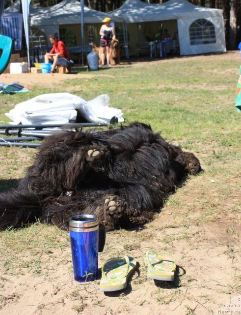 Фото: ньюфаундленд CHansi iz Zolotogo Treugol'nika (Чанси из Золотого Треугольника)