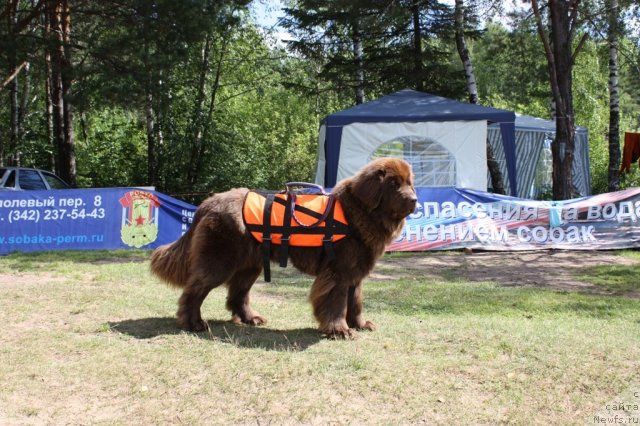 Фото: ньюфаундленд Chernyi Sharm Angel'skaya Krasota (Черный Шарм Ангельская Красота)